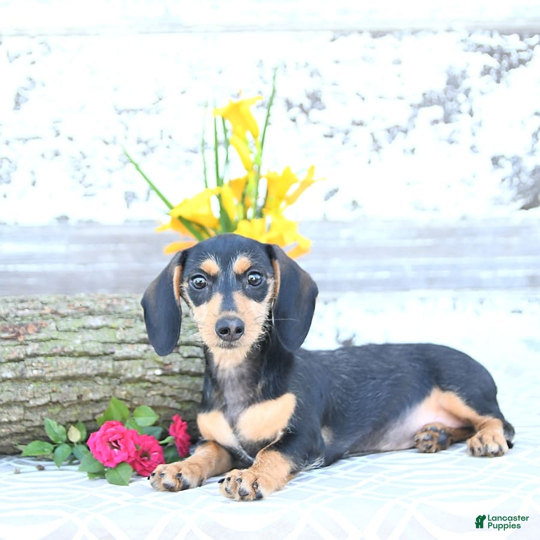 Miniature Dachshund dogs for sale: Cola - Image 4