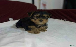 Yorkshire Terrier dogs for sale: Teacup - Image 2