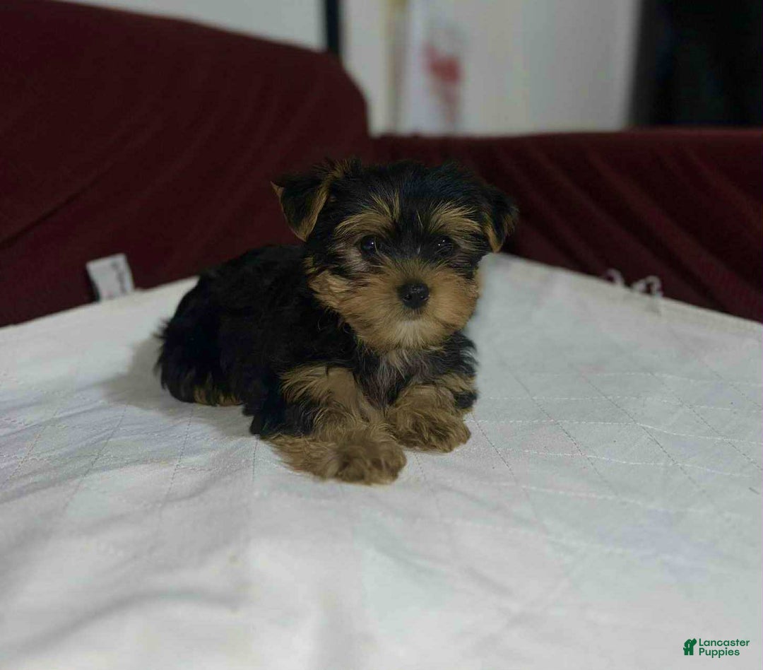 Yorkshire Terrier dogs for sale: Teacup - Image 2