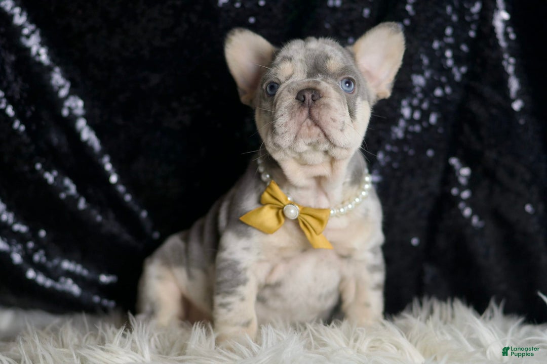 French Bulldog dogs for sale: Mr. Wrinkles - Image 6