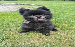 Pomeranian dogs for sale: Booty Boots - Image 9