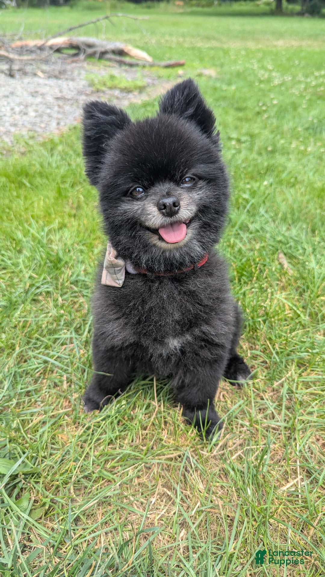 Pomeranian dogs for sale: Booty Boots - Image 9
