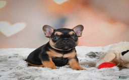 French Bulldog dogs for sale: Max - Image 3