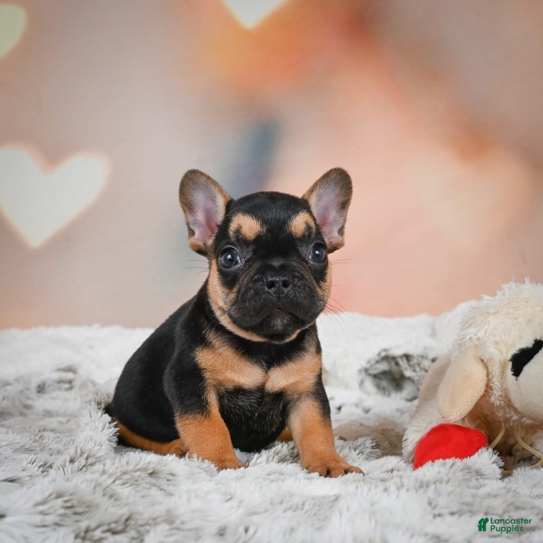 French Bulldog dogs for sale: Max - Image 3