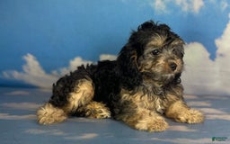 Cavapoo dogs for sale: Sasha - Image 3