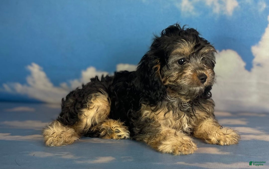 Cavapoo dogs for sale: Sasha - Image 3