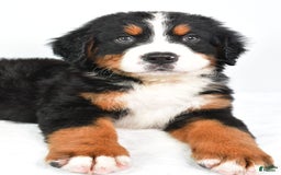 Bernese Mountain Dog dogs for sale: Cooper - Image 3