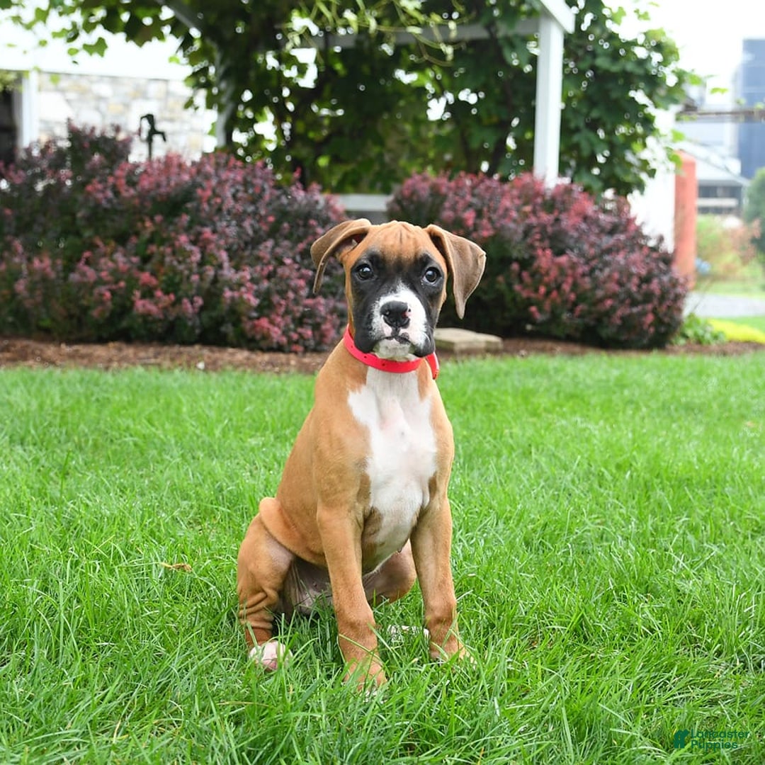 Boxer dogs for sale: Hazel - Image 6