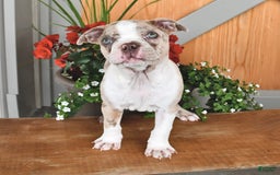 Boston Terrier dogs for sale: Laura - Image 5