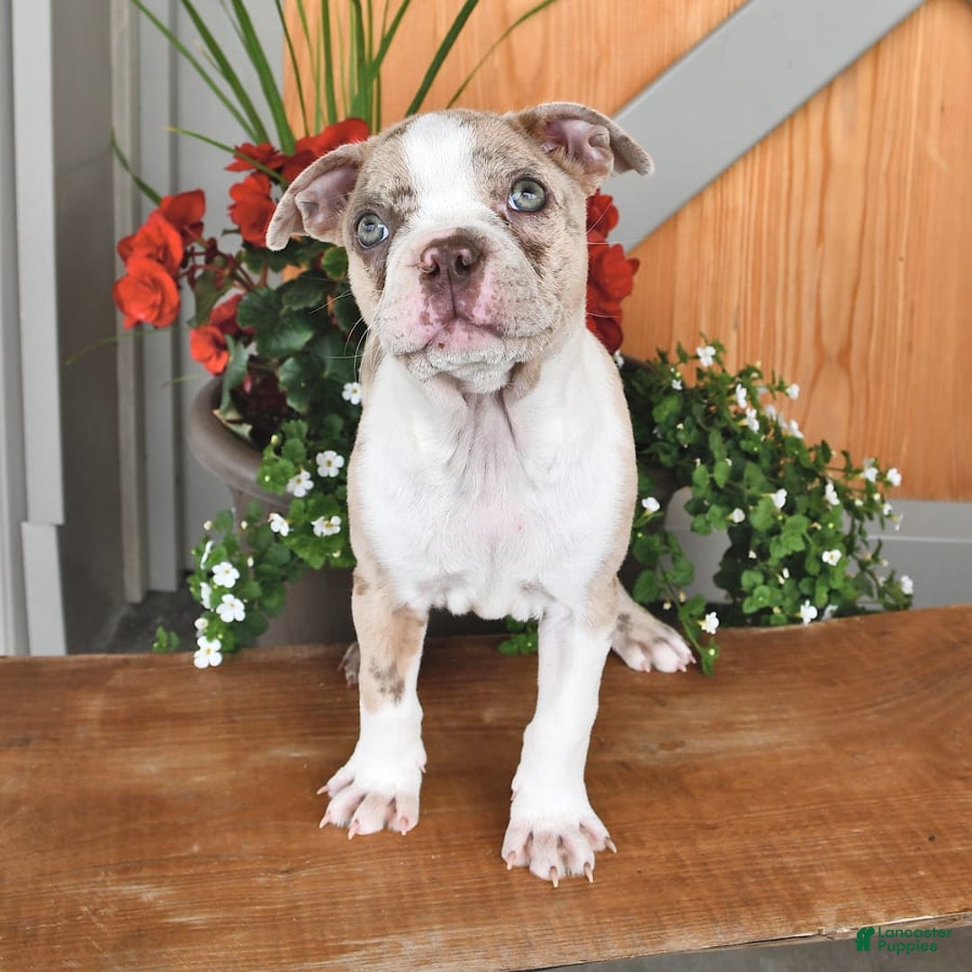 Boston Terrier dogs for sale: Laura - Image 5