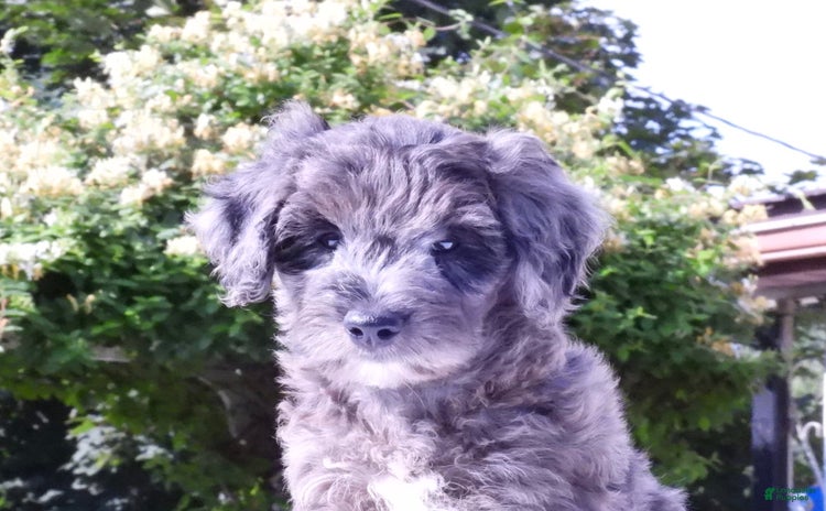 Mini Goldendoodle dogs for sale - Ad 4