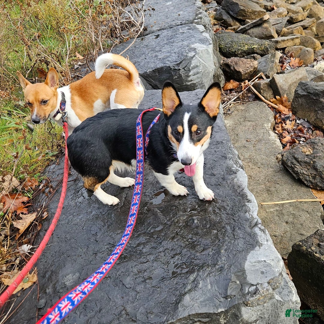 Welsh Corgi Pembroke dogs for sale: Cleopatra - Image 5