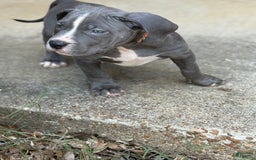 American Bully dogs for sale: Ivy - Image 3