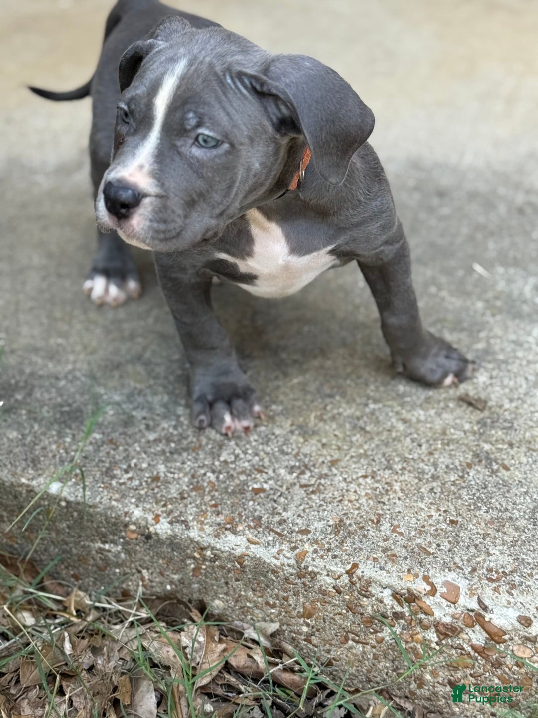 American Bully dogs for sale: Ivy - Image 3