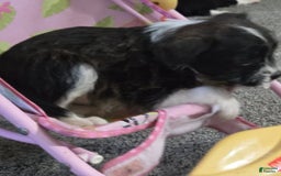 Boston Terrier dogs for sale: Mason - Image 24