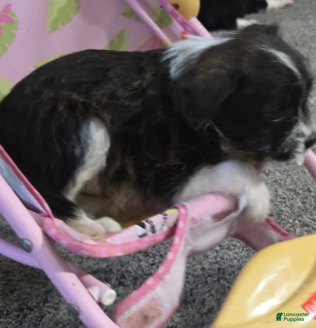 Boston Terrier dogs for sale: Mason - Image 24