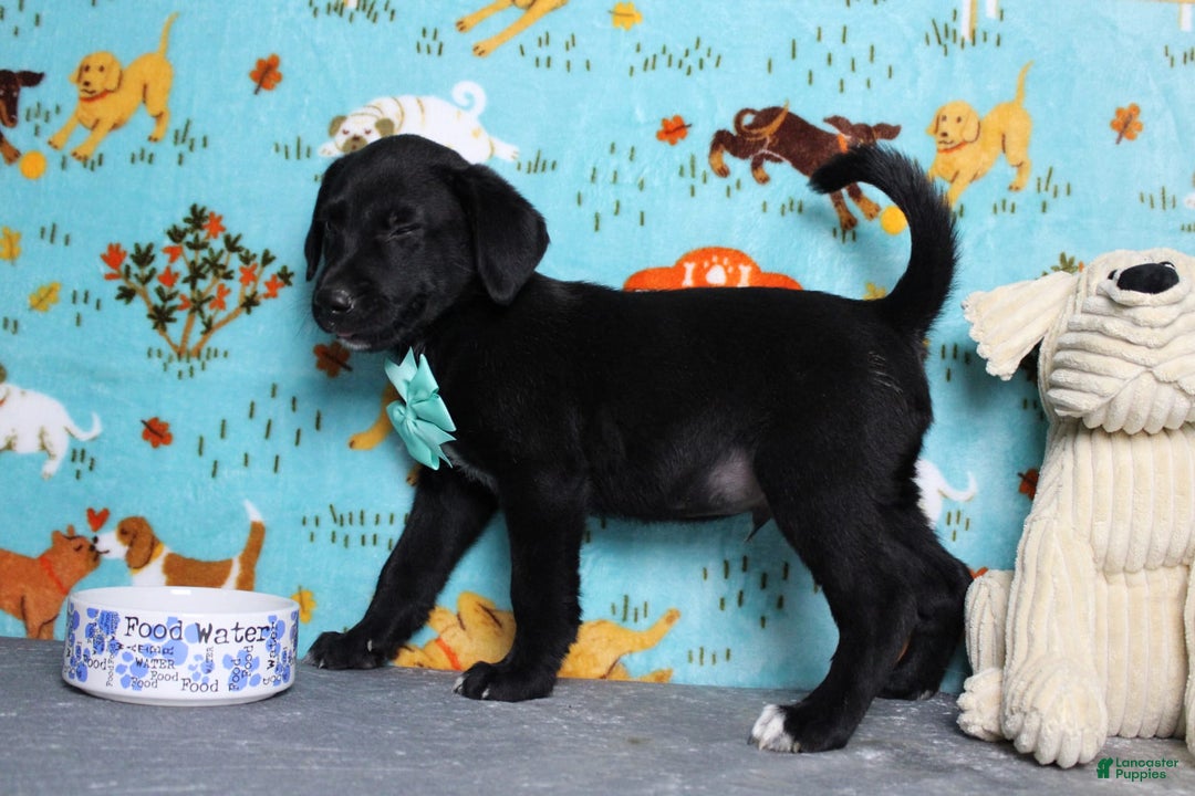Labrador Retriever dogs for sale: Obsidian - Image 4