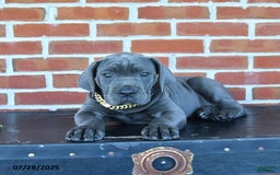 Cane Corso dogs for sale: Rosa - Image 2