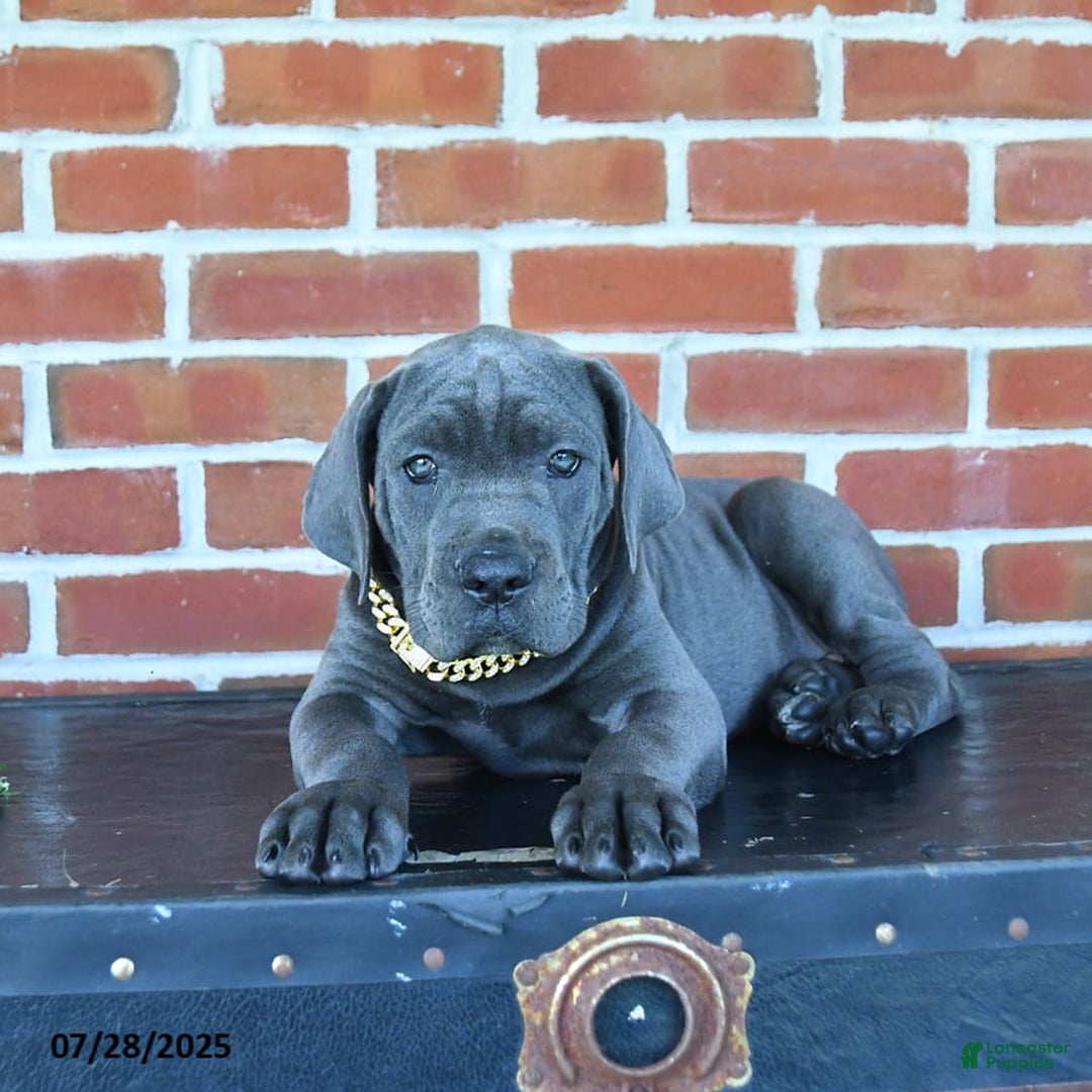 Cane Corso dogs for sale: Rosa - Image 2