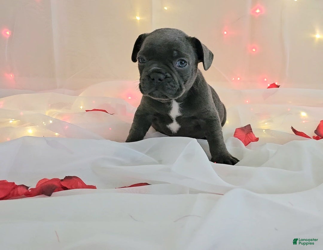French Bulldog dogs for sale: French Bulldog 5 puppies - Image 9