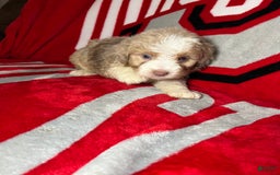 Mini Aussiedoodle dogs for sale: Sunny - Image 5