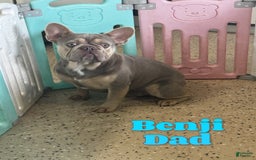 French Bulldog dogs for sale: Wesley - Image 10