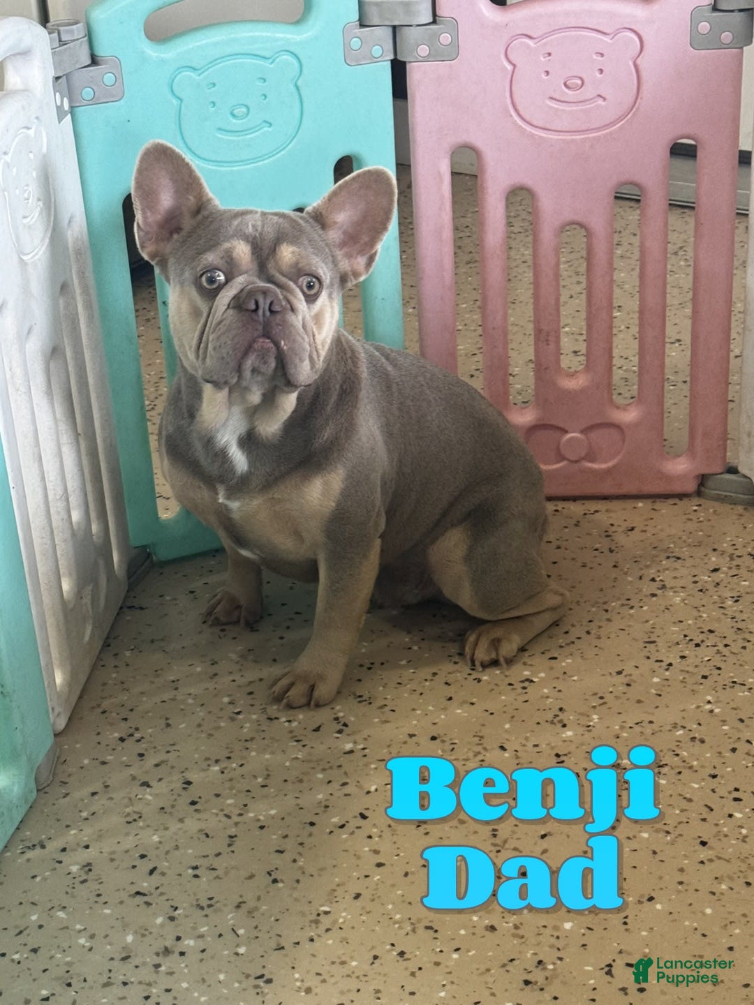 French Bulldog dogs for sale: Wesley - Image 10