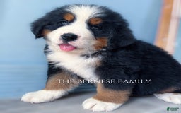 Bernese Mountain Dog dogs for sale: Male - Image 10