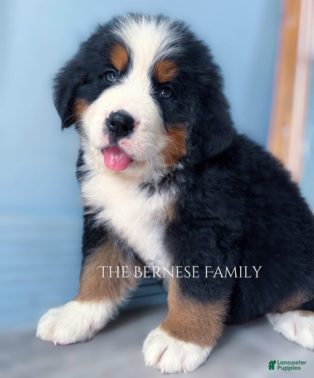 Bernese Mountain Dog dogs for sale: Male - Image 10