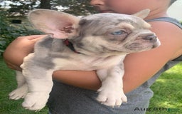 French Bulldog dogs for sale: Isabella - Image 7
