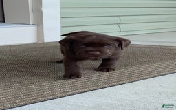 Labrador Retriever dogs for sale: Chloe - Image 7
