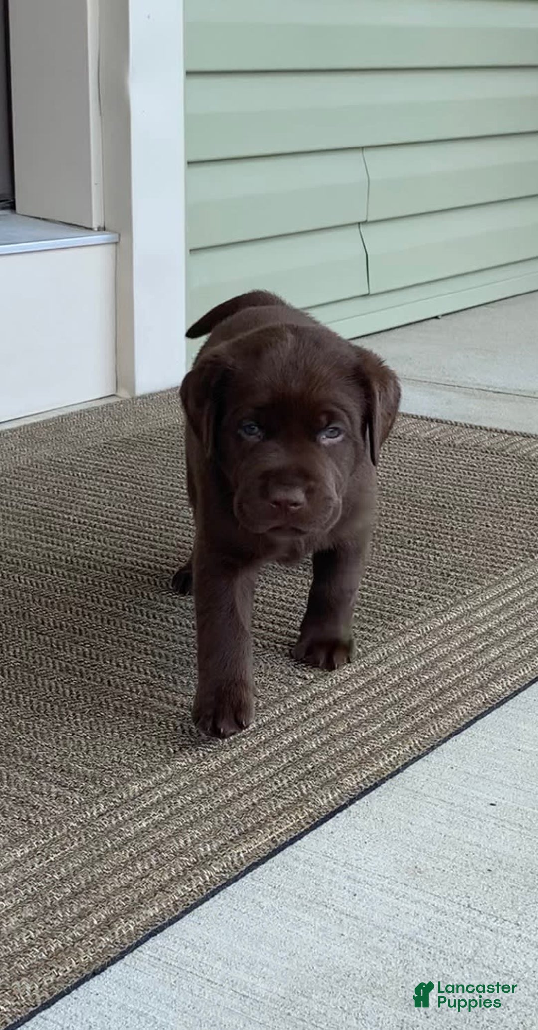 Labrador Retriever dogs for sale: Chloe - Image 7