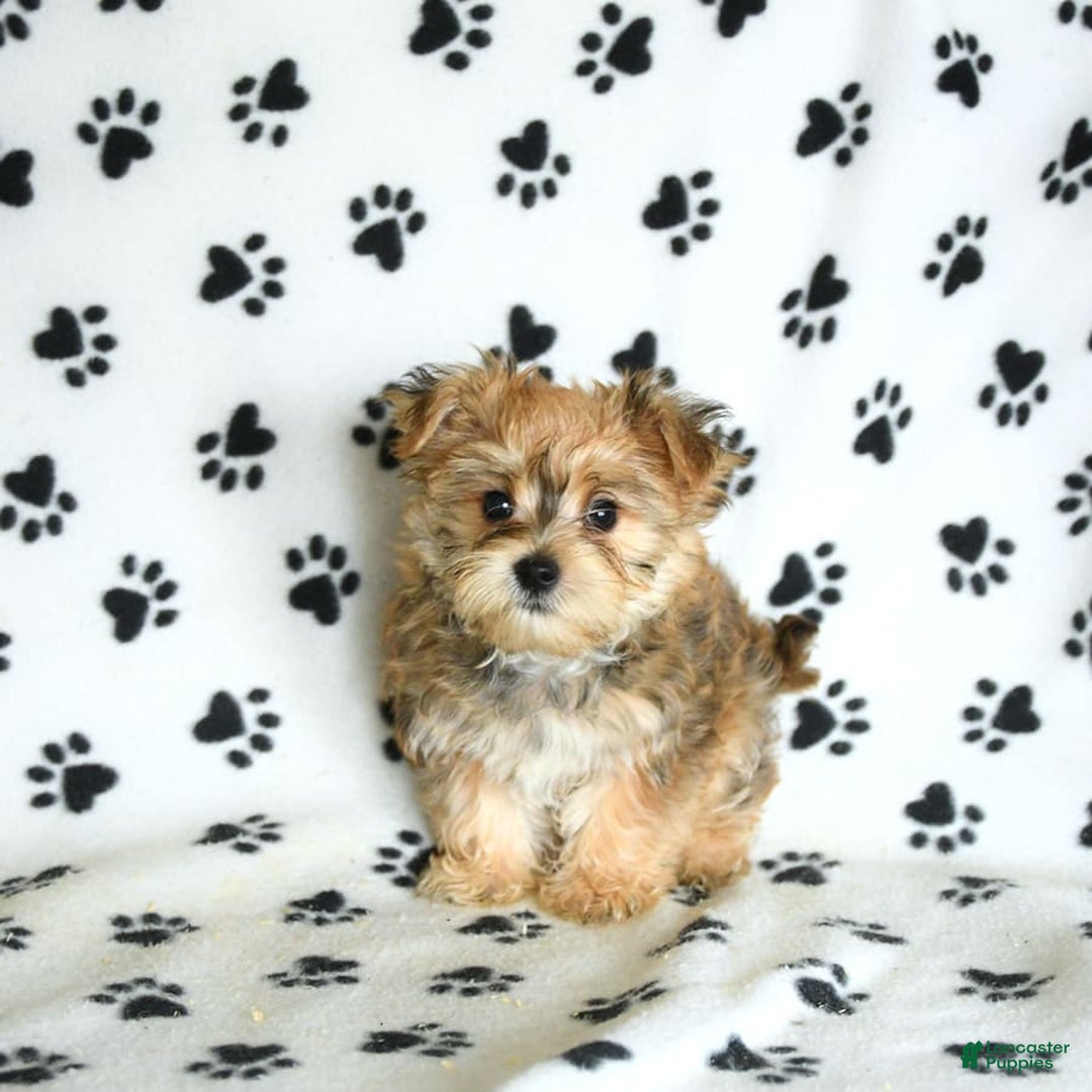 Morkie dogs for sale: Murphy - Image 6