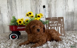 Toy Poodle dogs for sale: Gunner - Image 3