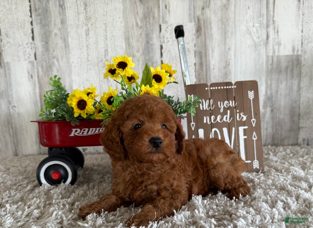 Toy Poodle dogs for sale: Gunner - Image 3