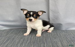 Chihuahua dogs for sale: Miles - Image 15