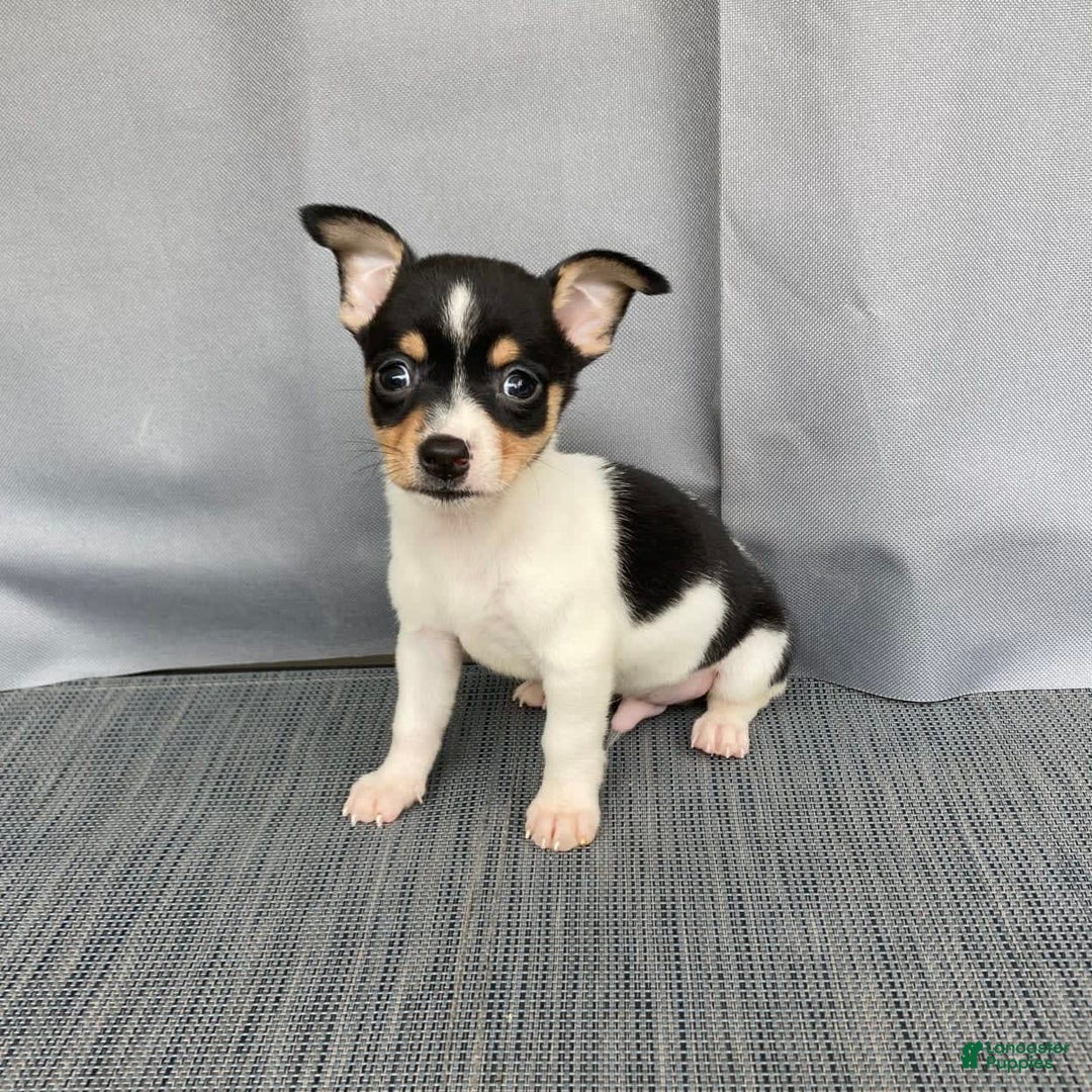 Chihuahua dogs for sale: Miles - Image 15