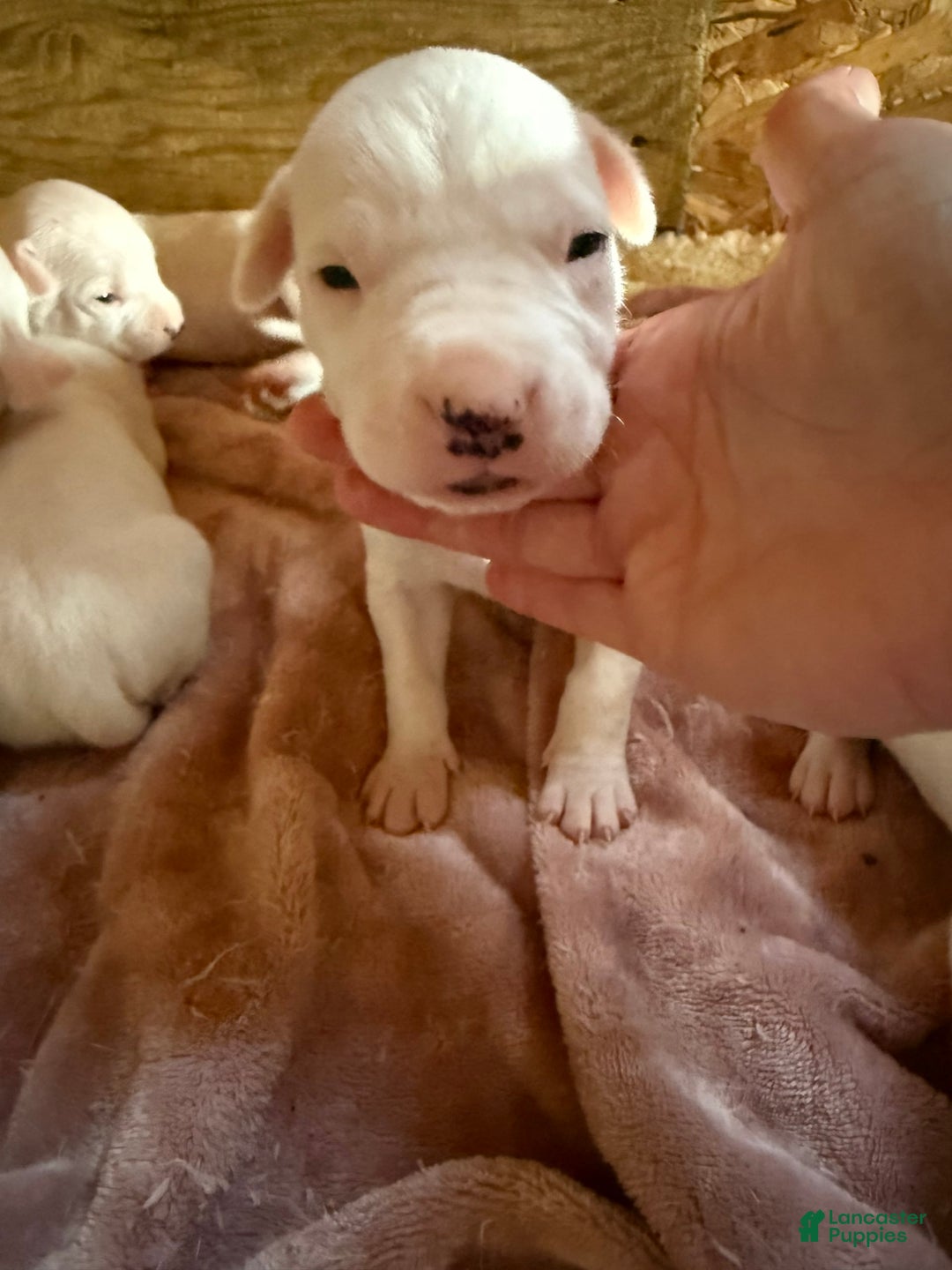 Dogo Argentino dogs for sale: M1 - Image 5