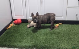 French Bulldog dogs for sale: Kyrie - Image 7