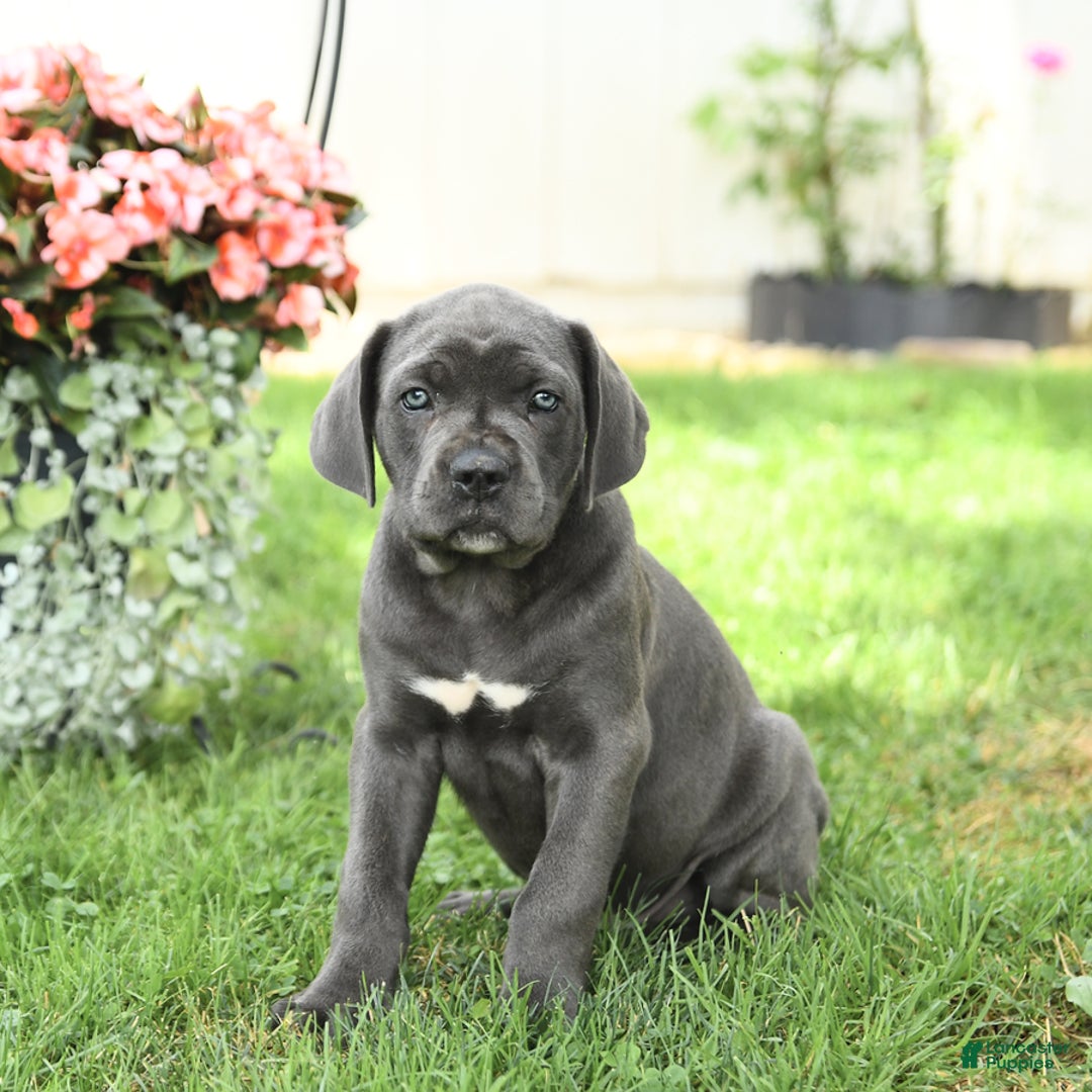 Cane Corso dogs for sale: Buzz - Image 5