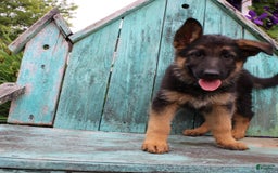 German Shepherd dogs for sale: Bailey - Image 6