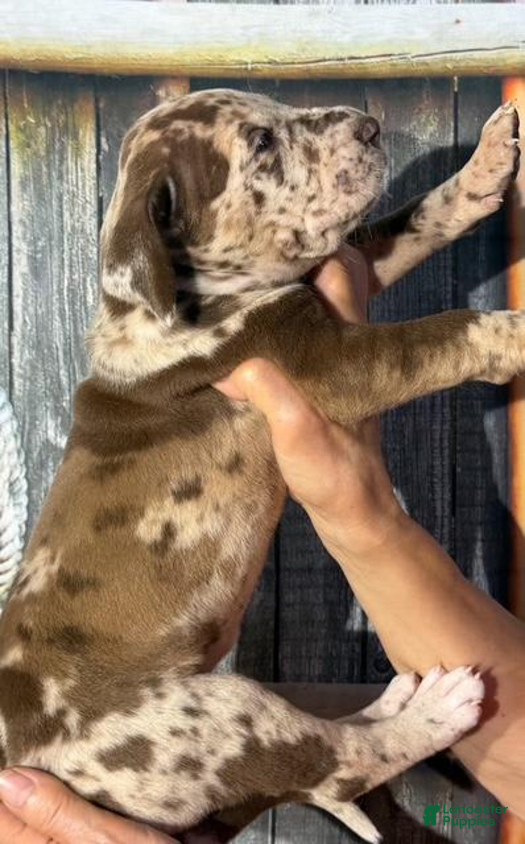 Great Dane dogs for sale: Great Dane 4 puppies - Image 8