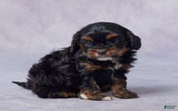Cavapoo dogs for sale: Diego - Image 6