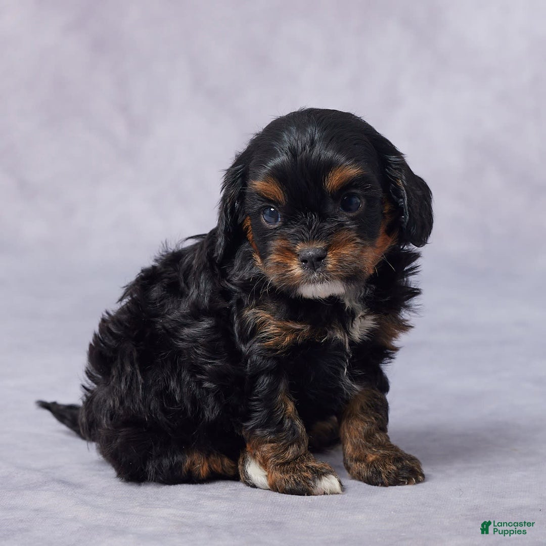 Cavapoo dogs for sale: Diego - Image 6