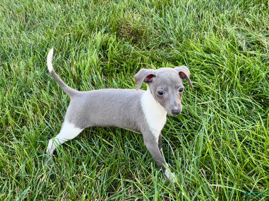 Italian Greyhound dogs for sale: Heidi - Image 7