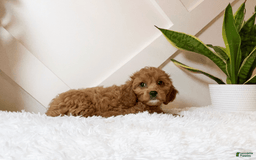 Cavapoo dogs for sale: Zaylee - Image 4