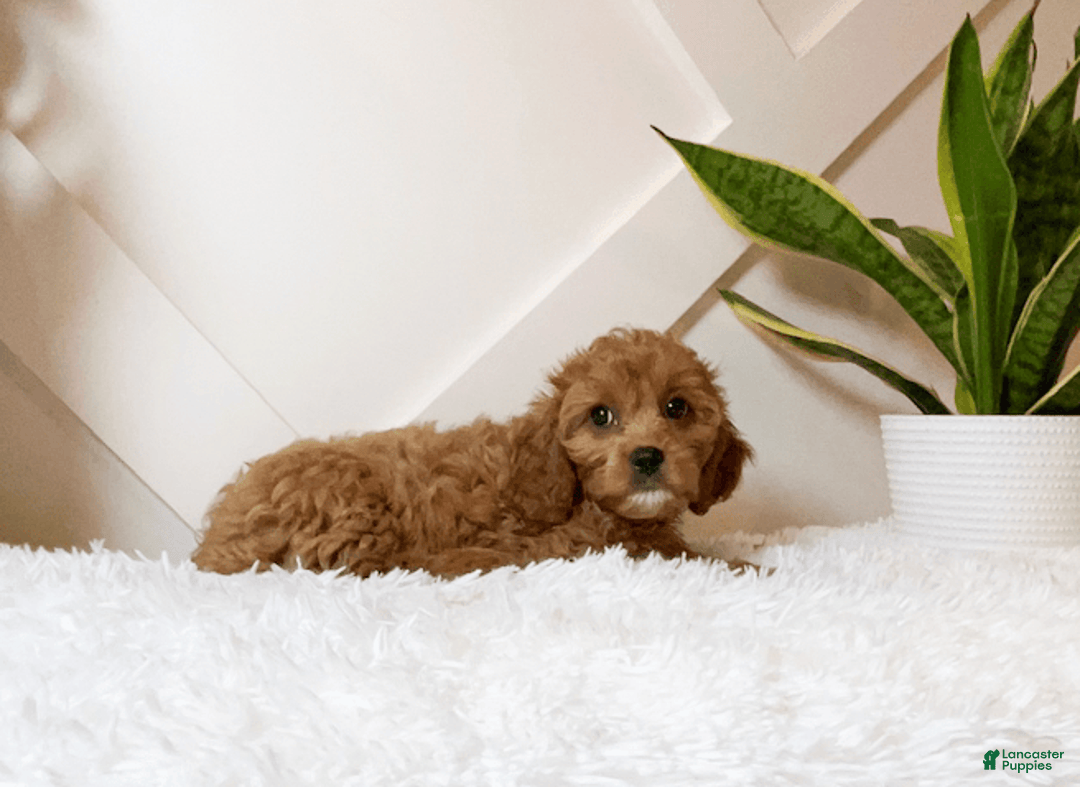 Cavapoo dogs for sale: Zaylee - Image 4