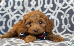 Cockapoo dogs for sale: Cockapoo 3 puppies - Image 5