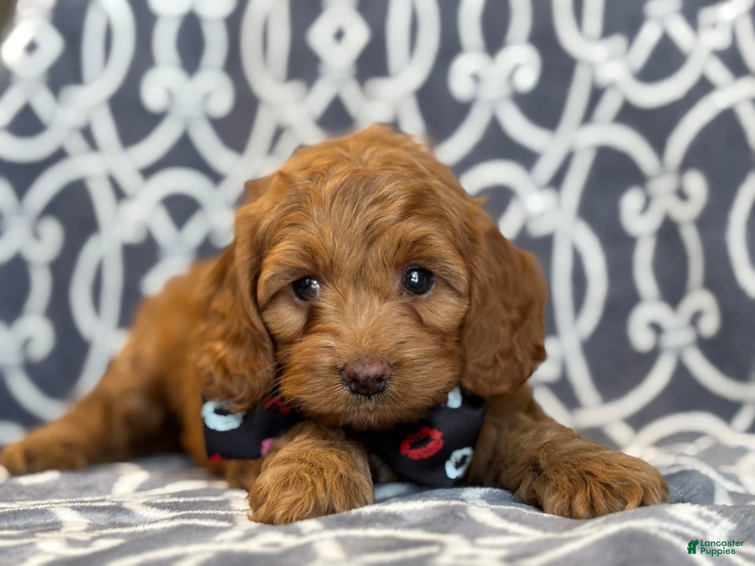 Cockapoo dogs for sale: Cockapoo 3 puppies - Image 5