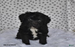 Aussiedoodle dogs for sale: Olivia - Image 2